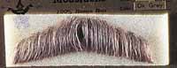 Moustache - 100% Human Hair Gentlemen's Character